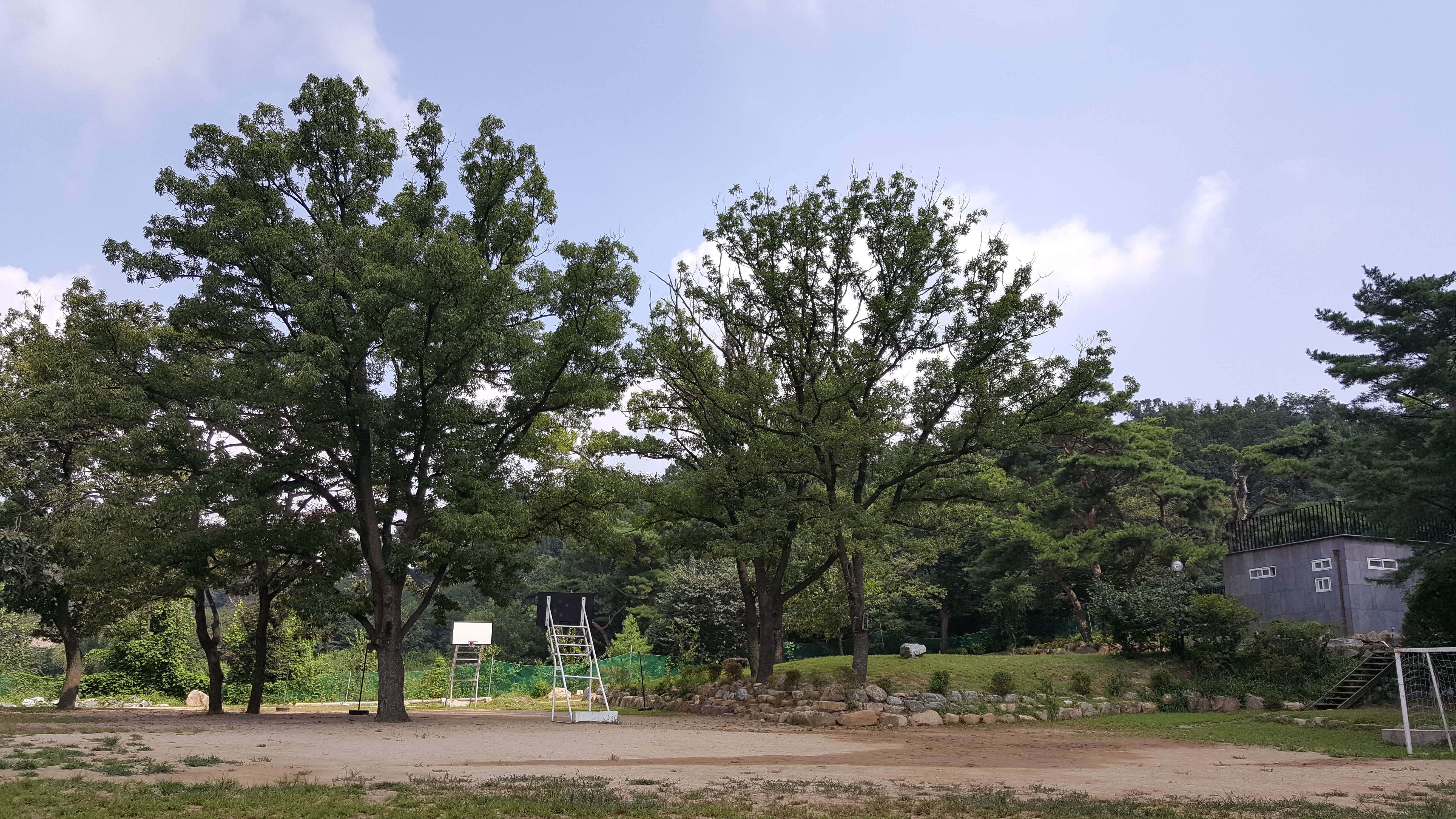 대 운동장 앞 도토리나무